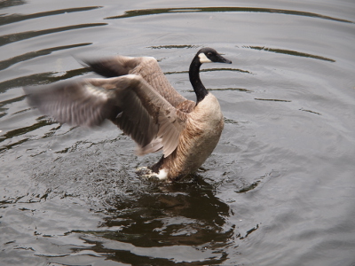 [Side view of a goose standing in the water waving its wings. Wings are completely behind the bird.]